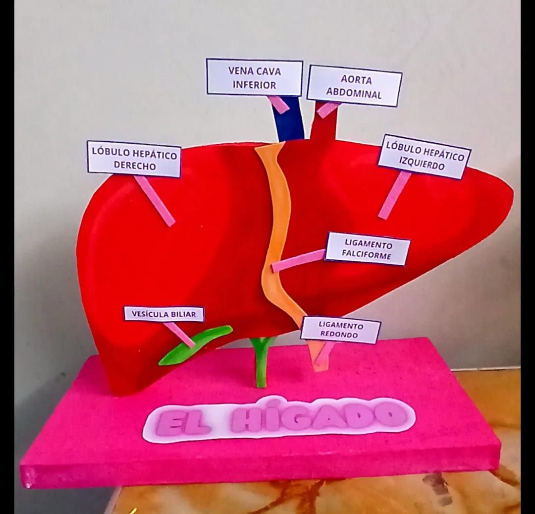 Maqueta anatómica del hígado